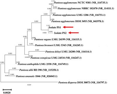 Unveiling wheat growth promotion potential of phosphate solubilizing Pantoea agglomerans PS1 and PS2 through genomic, physiological, and metagenomic characterizations